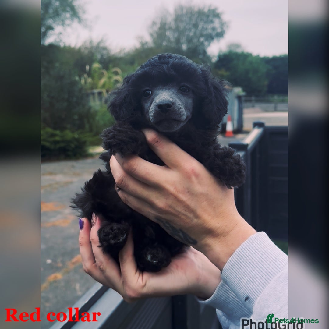 Miniature Poodle dogs for sale: Last one Silver mini poodles  - Advert 16