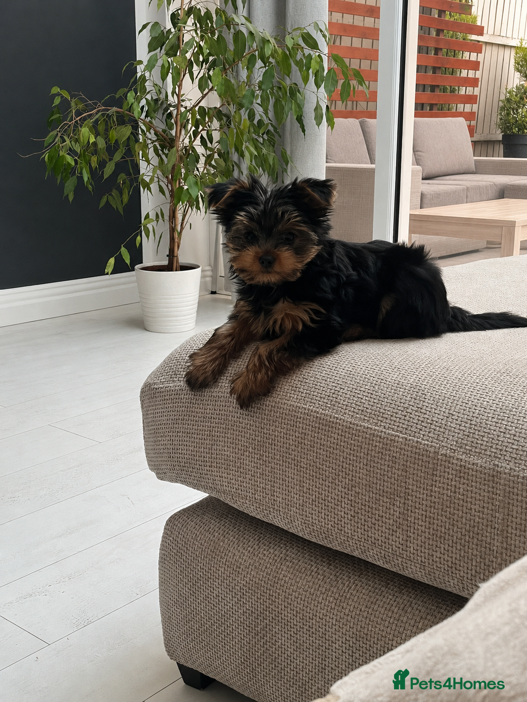Yorkshire Terrier dogs 💙ONLY 1 LEFT💙BeautifulYorkshireTerrier Puppies - Advert 1