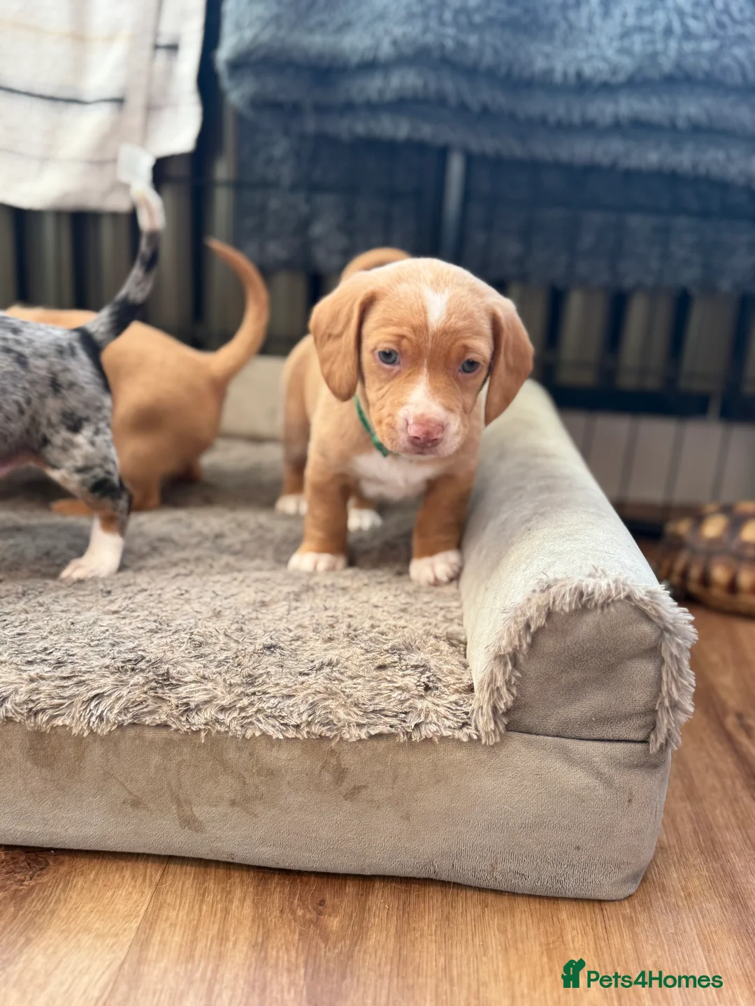 Mixed Breed dogs for sale: Adorable doxiepoo puppies 🥰 - Advert 1