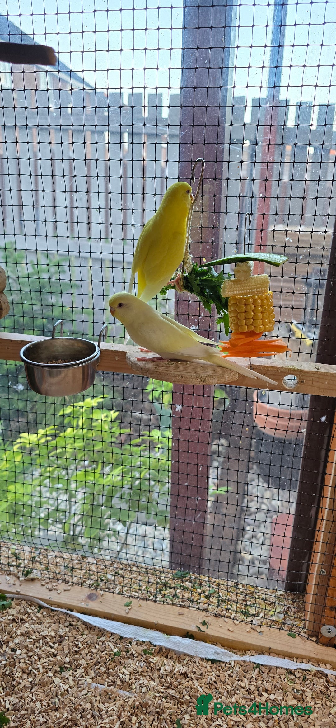 Budgerigars birds for sale: Yellow Lutino budgies. - Image 9