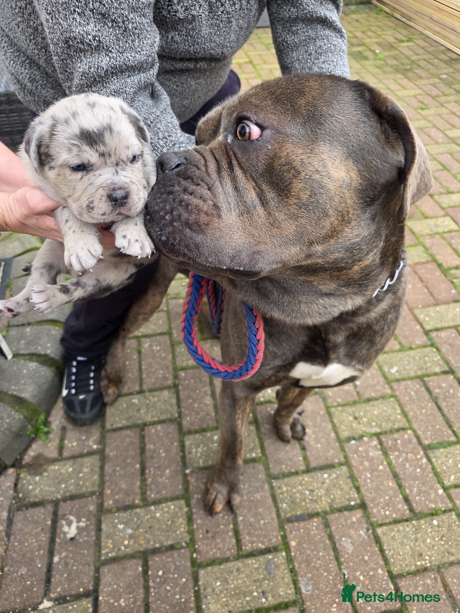 Mixed Breed dogs LAST BOY READY TO GO - Advert 1