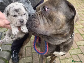 Mixed Breed dogs LAST BOY READY TO GO - Advert 1