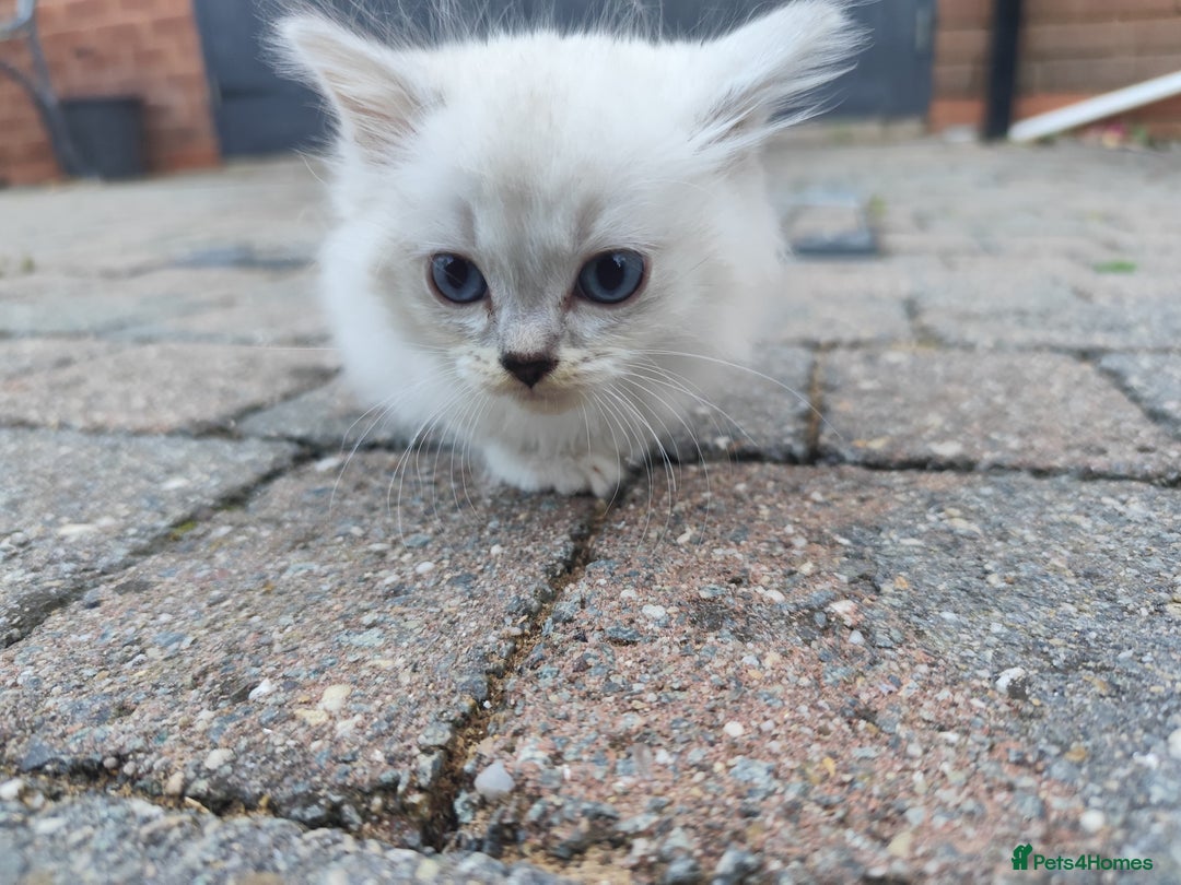 Ragdoll cats for sale: Persian ragdoll - Image 19
