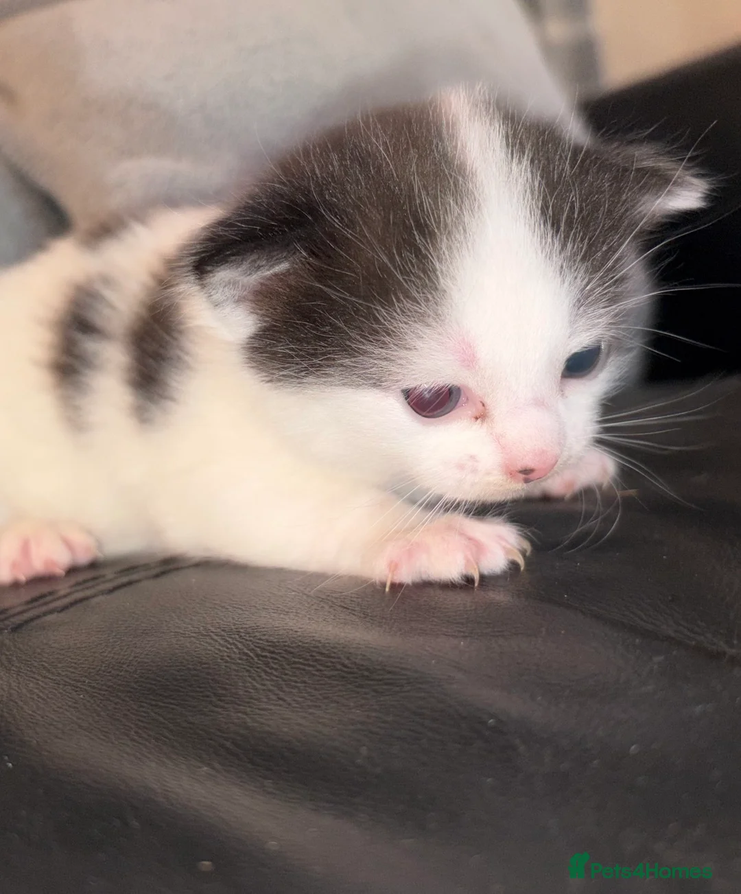 British Shorthair cats for sale: Domestic short haired 3 beautiful kittens for sale - Advert 2