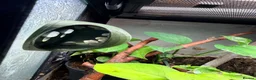 Gecko reptiles for sale: Mourning Gecko Colony + 3 tanks approx 20 geckos - Advert 7