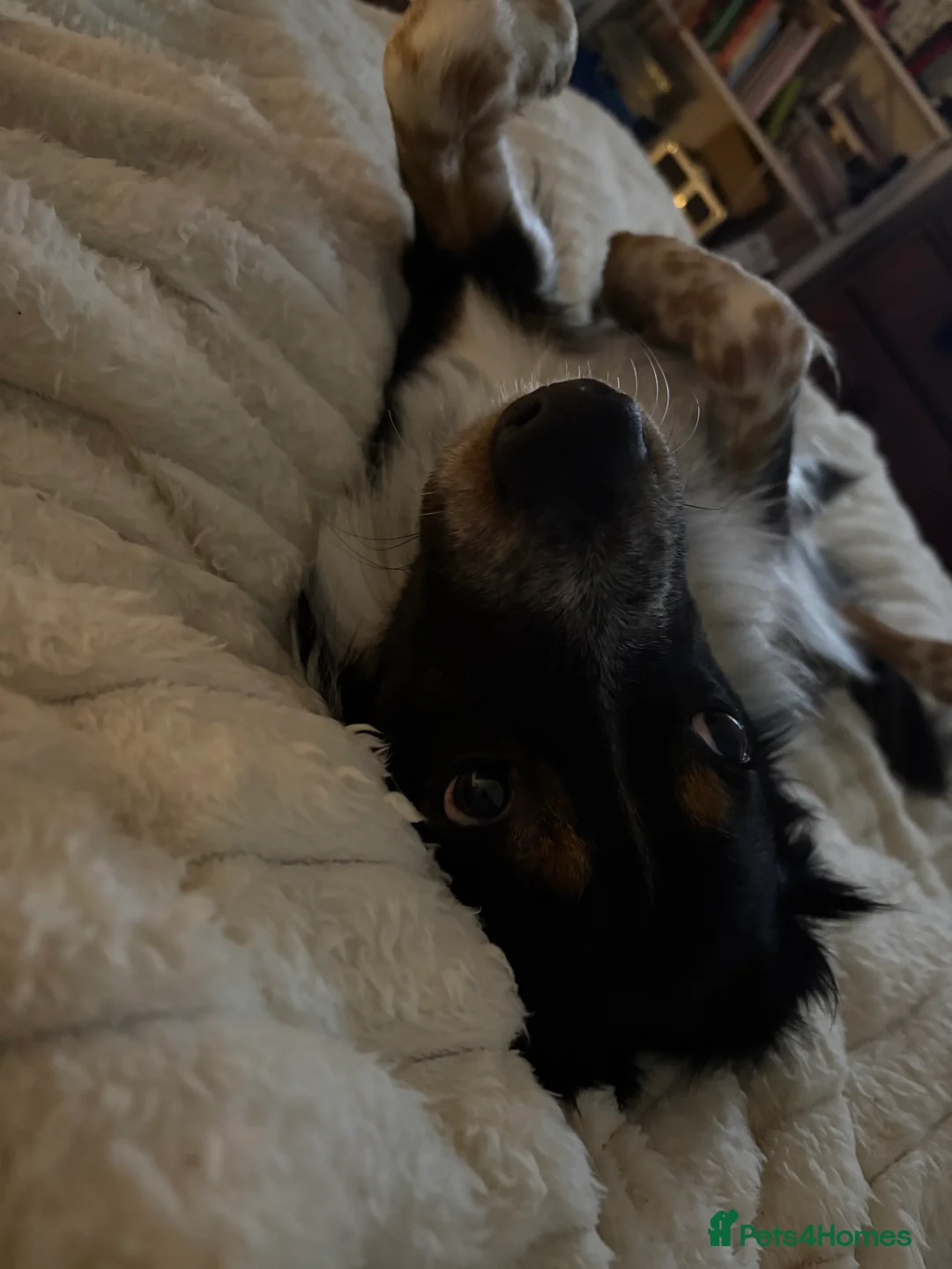 Border Collie dogs for sale: Bailey!  - Advert 9