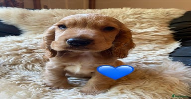 Cocker Spaniel dogs - Advert 16