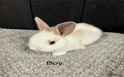 Mini Lop rabbits for sale: Stunning mini lop babies  - Image 8