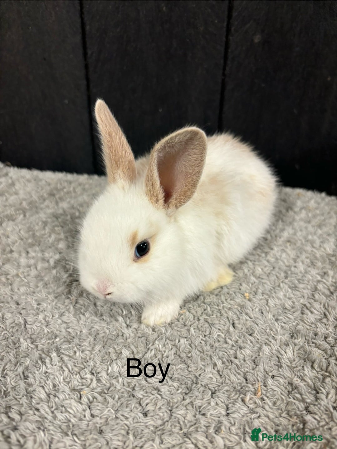 Mini Lop rabbits for sale: Stunning mini lop babies  - Image 8