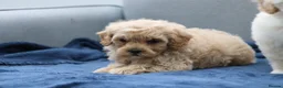 Cavapoochon dogs for sale: Cavapochon puppies for sale - Advert 17