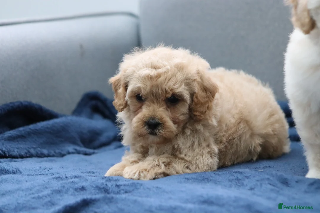 Cavapoochon dogs for sale: Cavapochon puppies for sale - Advert 17