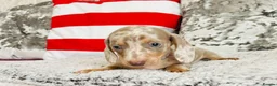 Miniature Dachshund dogs for sale: Beautiful miniature dachshund puppies - Advert 37