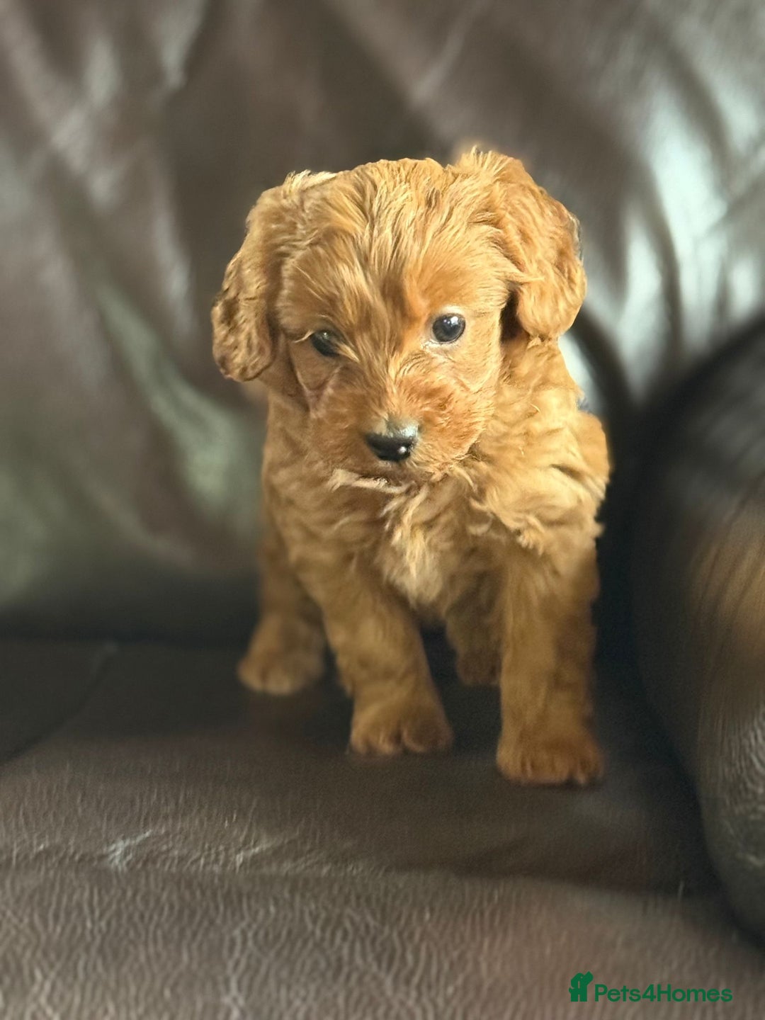 Cockapoo dogs for sale: Beautiful Apricot Toy Cockapoo – KC Reg Parents - Advert 2