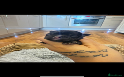 French Bulldog dogs for sale: Full fluffy french bulldogs top quality 2 left  - Image 3