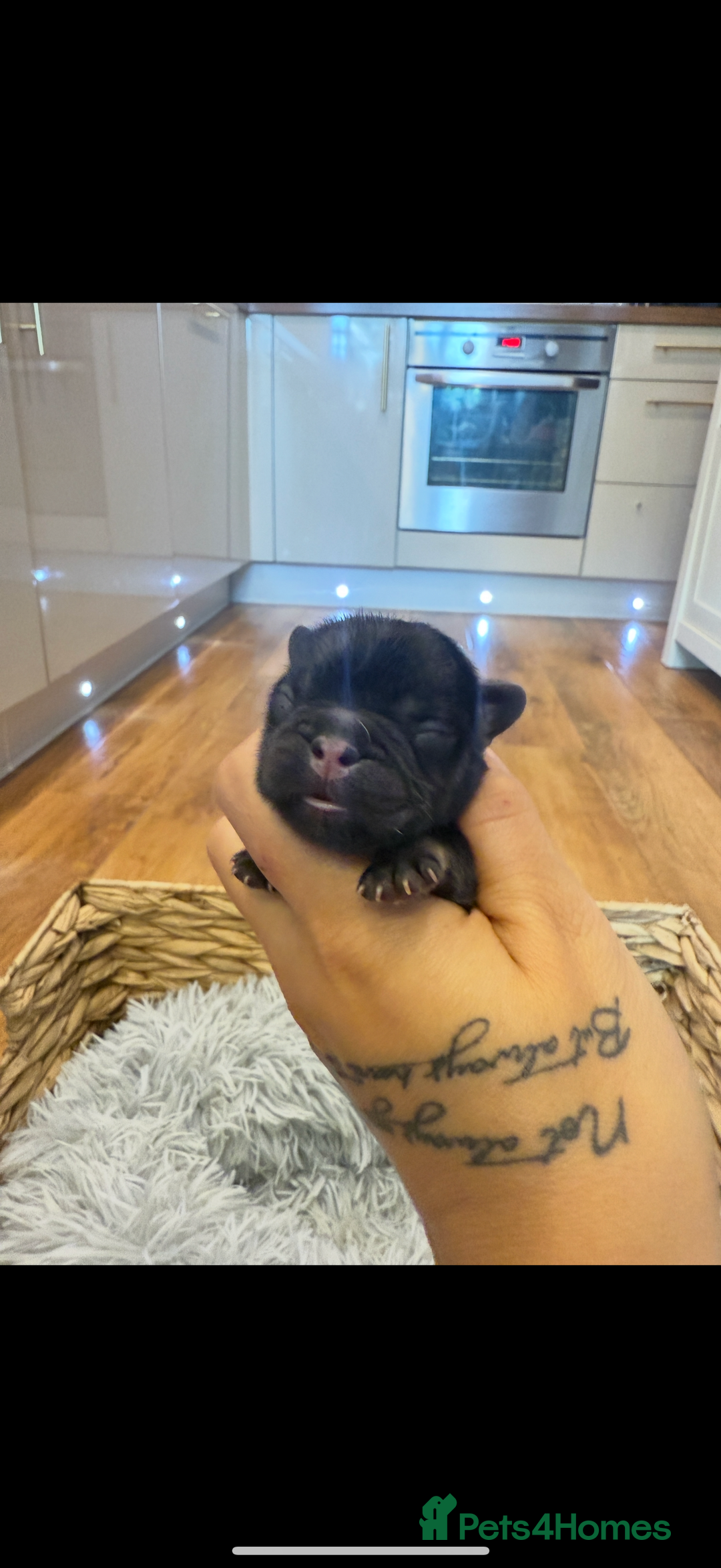 French Bulldog dogs for sale: Full fluffy french bulldogs top quality 2 left  - Image 3