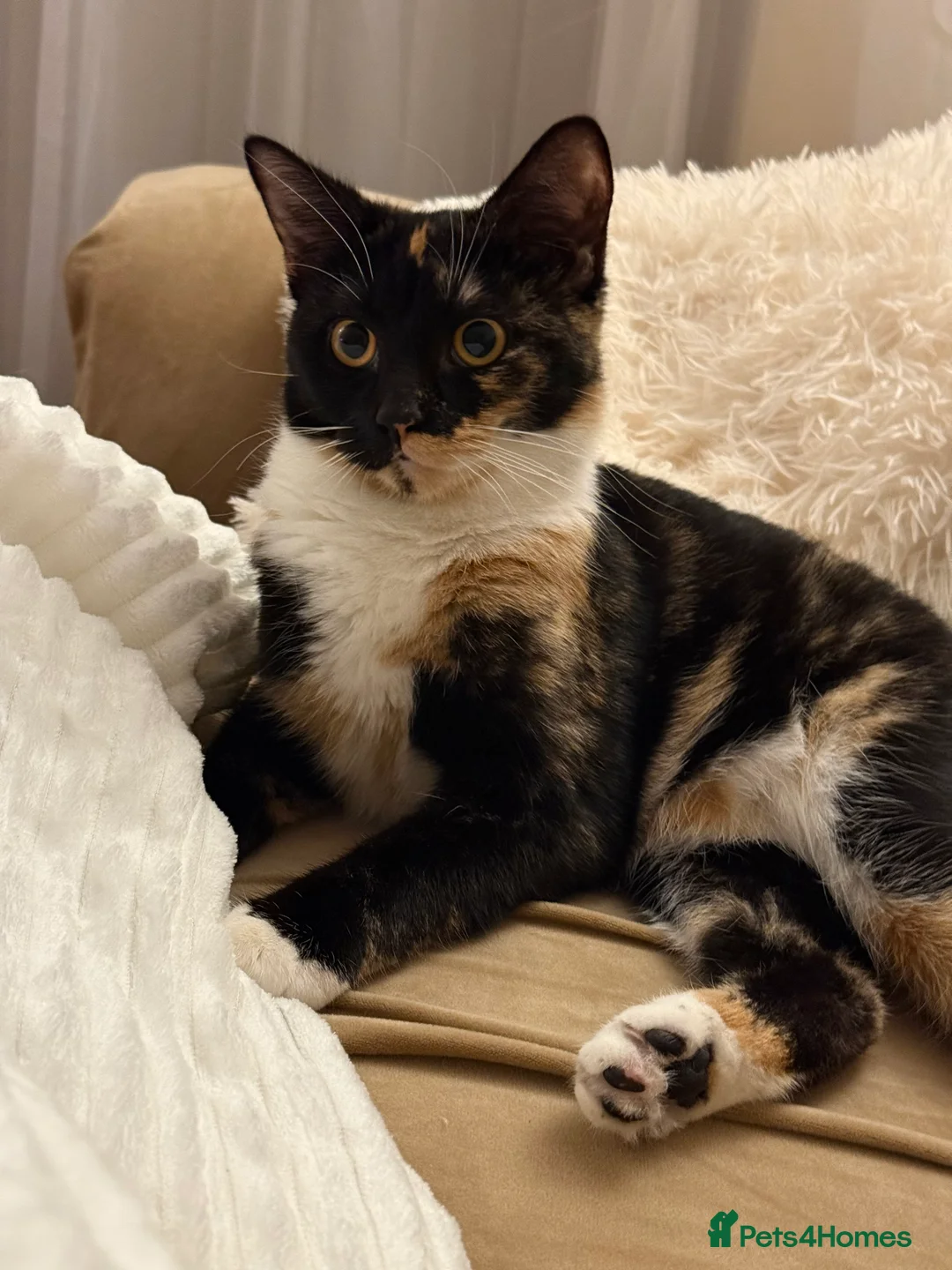 Mixed Breed cats for sale: 💛 Nova - Sweet tortie looking for a loving home - Advert 3