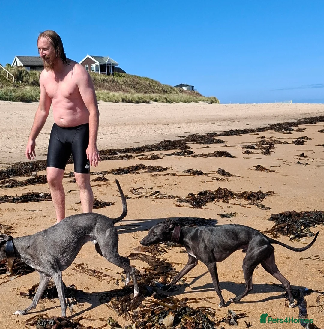 Whippet dogs for stud: Eidynrock Sangoma with Silkspun ,Sportingbred.X in Glasgow - Advert 33