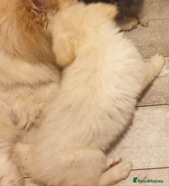 German Shepherd dogs German Shepherd puppies last one ready now26th Aug - Advert 2