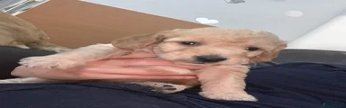 Cockapoo 1