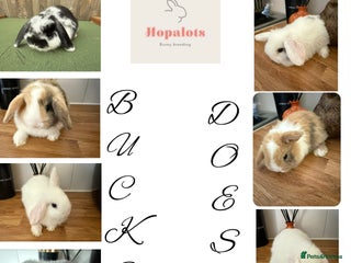 Mini Lop rabbits for sale: Pure mini lops - Advert 1