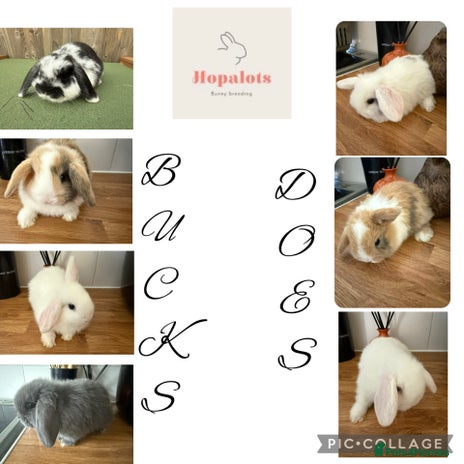 Mini Lop rabbits Pure mini lops - Advert 13