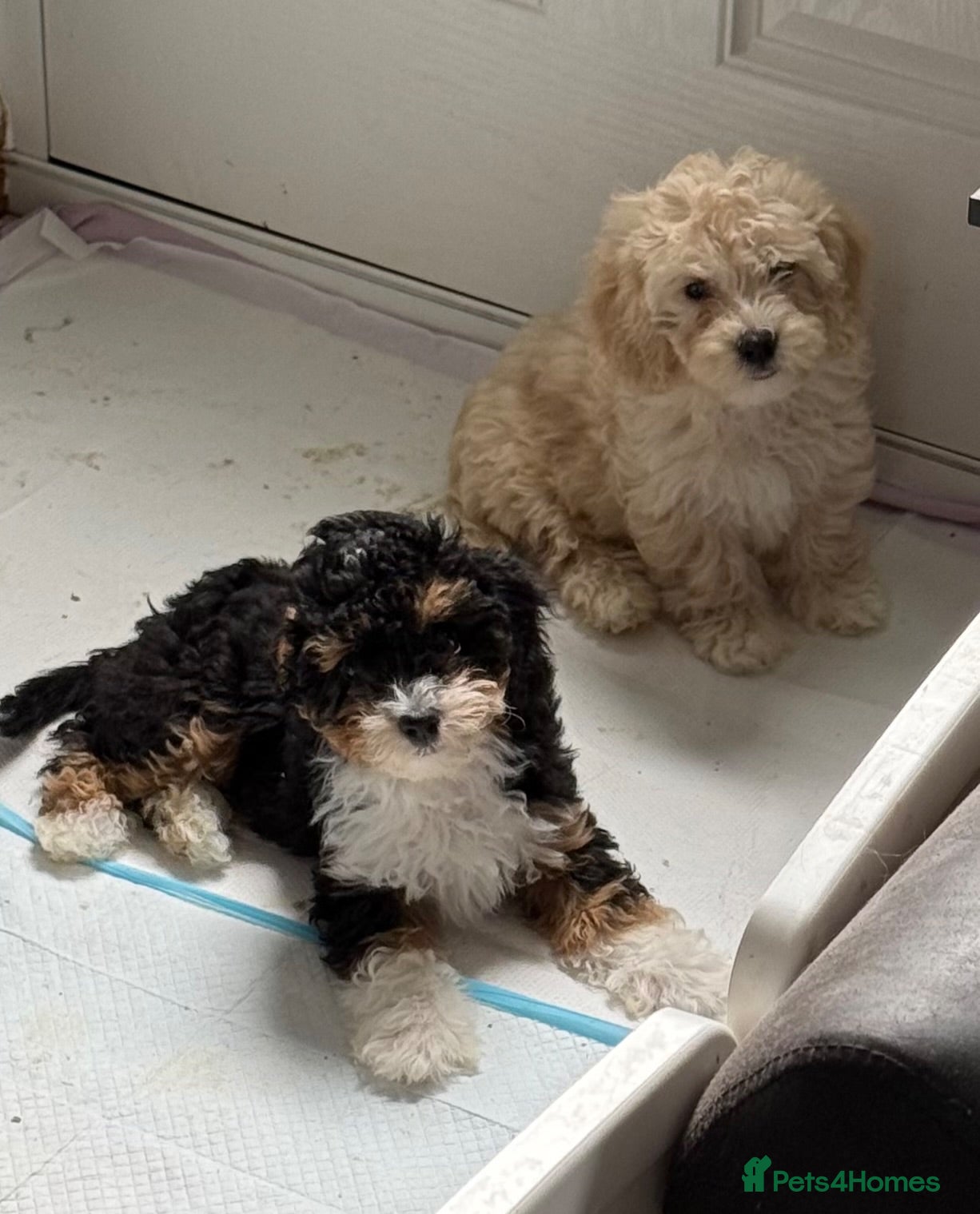 Cavapoo dogs 1 TRI COLOURED GIRL AVAILABLE, READY NOW  - Advert 18