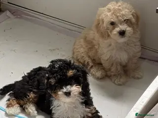 Cavapoo dogs 1 TRI COLOURED GIRL AVAILABLE, READY NOW - Advert 8