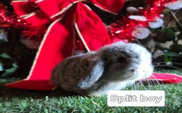 Mini Lop rabbits for sale: Pure mini lop babies  - Advert 9