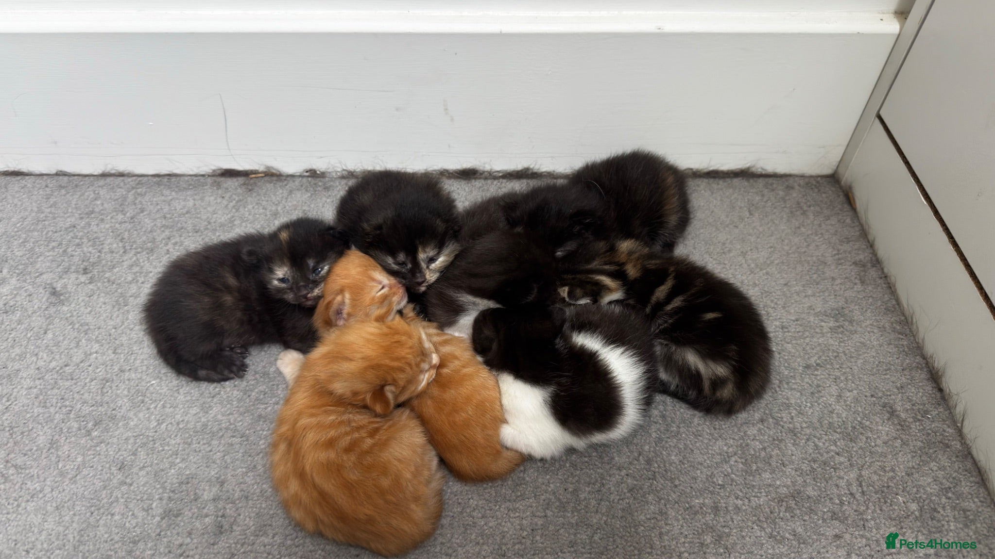 Mixed Breed cats Furry Kittens ready for their forever home! - Advert 1