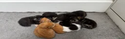 Mixed Breed cats for sale: Furry Kittens ready for their forever home! - Advert 1