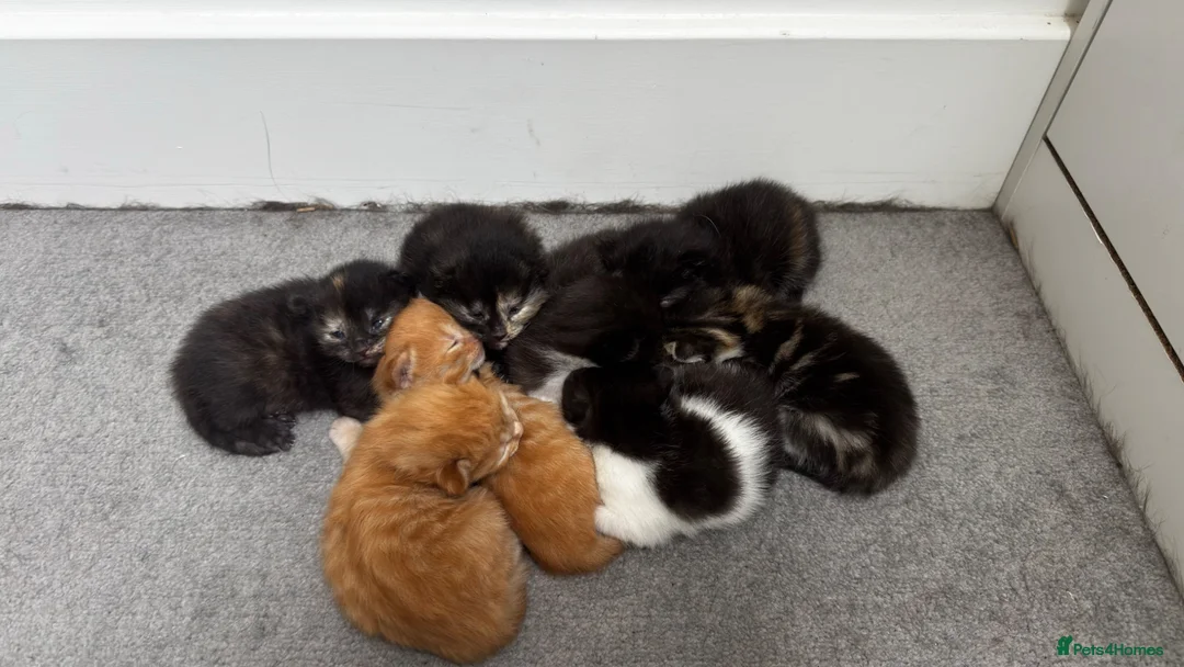 Mixed Breed cats for sale: Furry Kittens ready for their forever home! - Advert 1