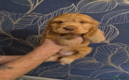 Cocker Spaniel dogs for sale: Gorgeous show type cocker spaniel  - Image 9