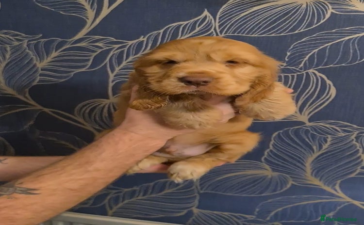 Cocker Spaniel dogs - Advert 15