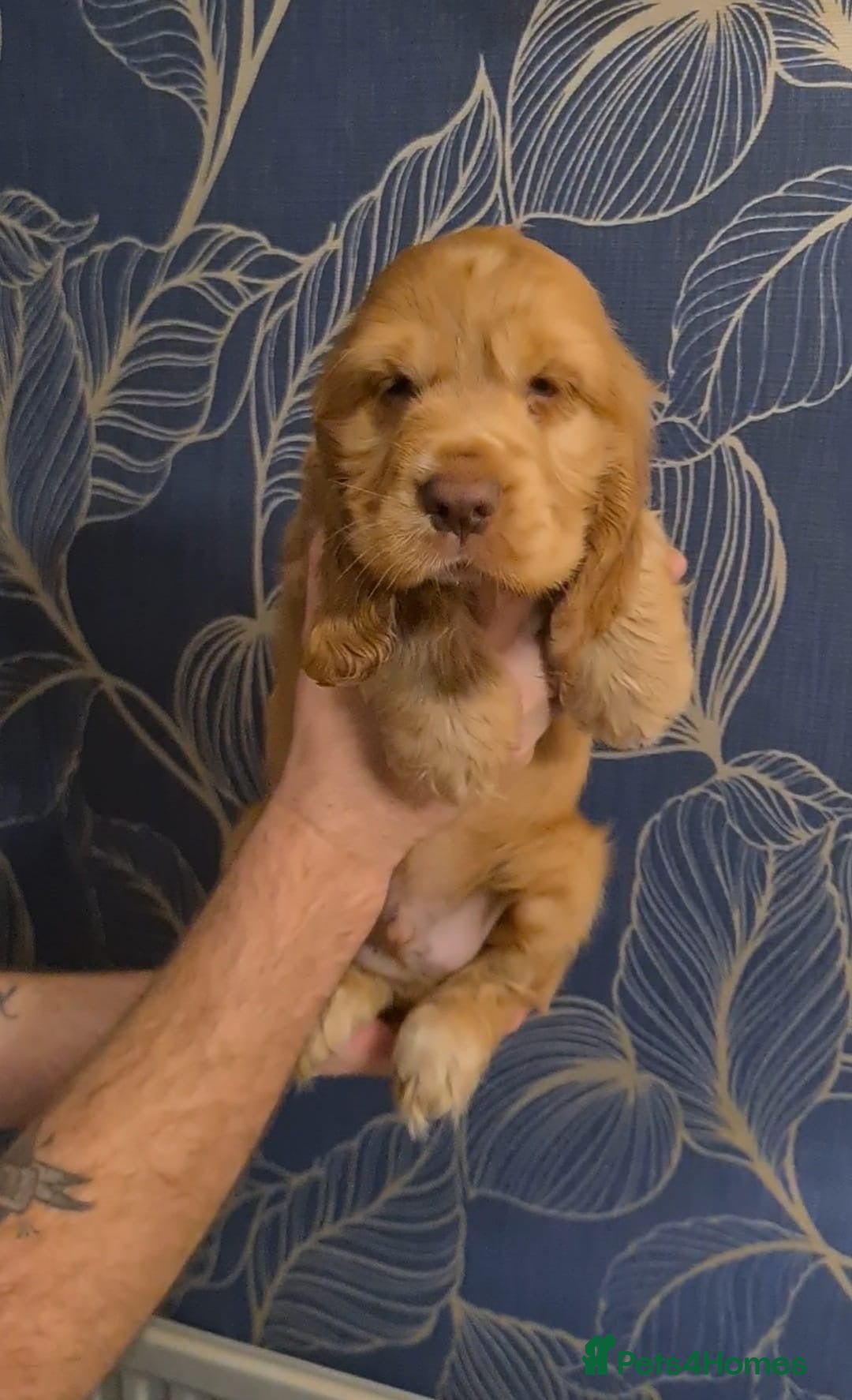 Cocker Spaniel dogs for sale: Gorgeous show type cocker spaniel  - Image 9