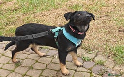 Mixed Breed dogs for adoption: ❤️Hope&Joy — two 7(8) months small sisters❤️ - Advert 15