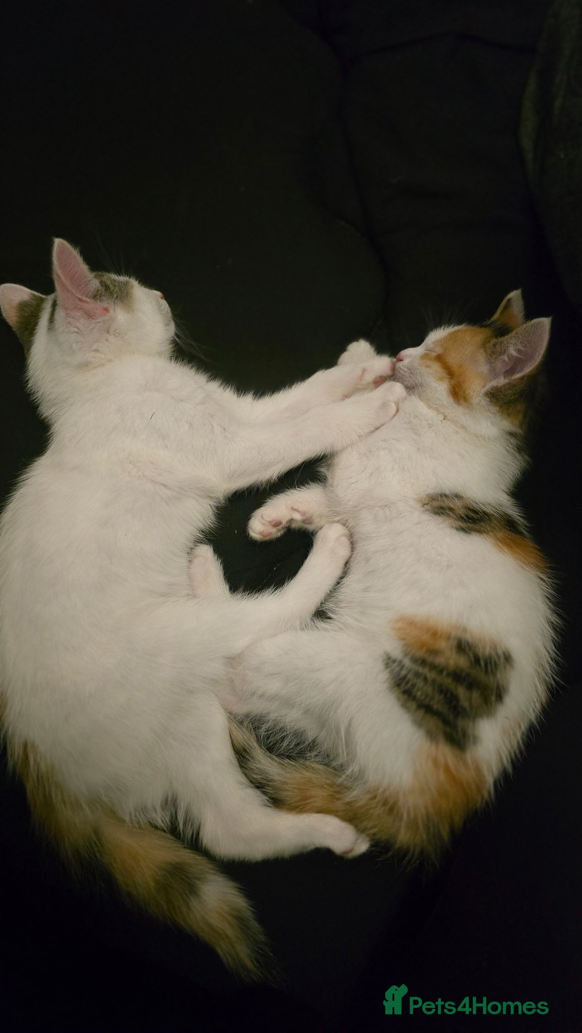 Mixed Breed cats Gorgeous kittens  - Advert 2