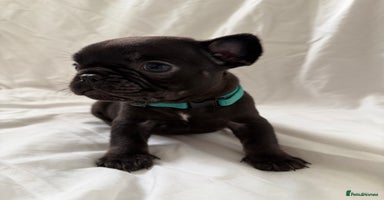 French Bulldog dogs - Advert 4