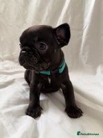 French Bulldog dogs - Advert 3