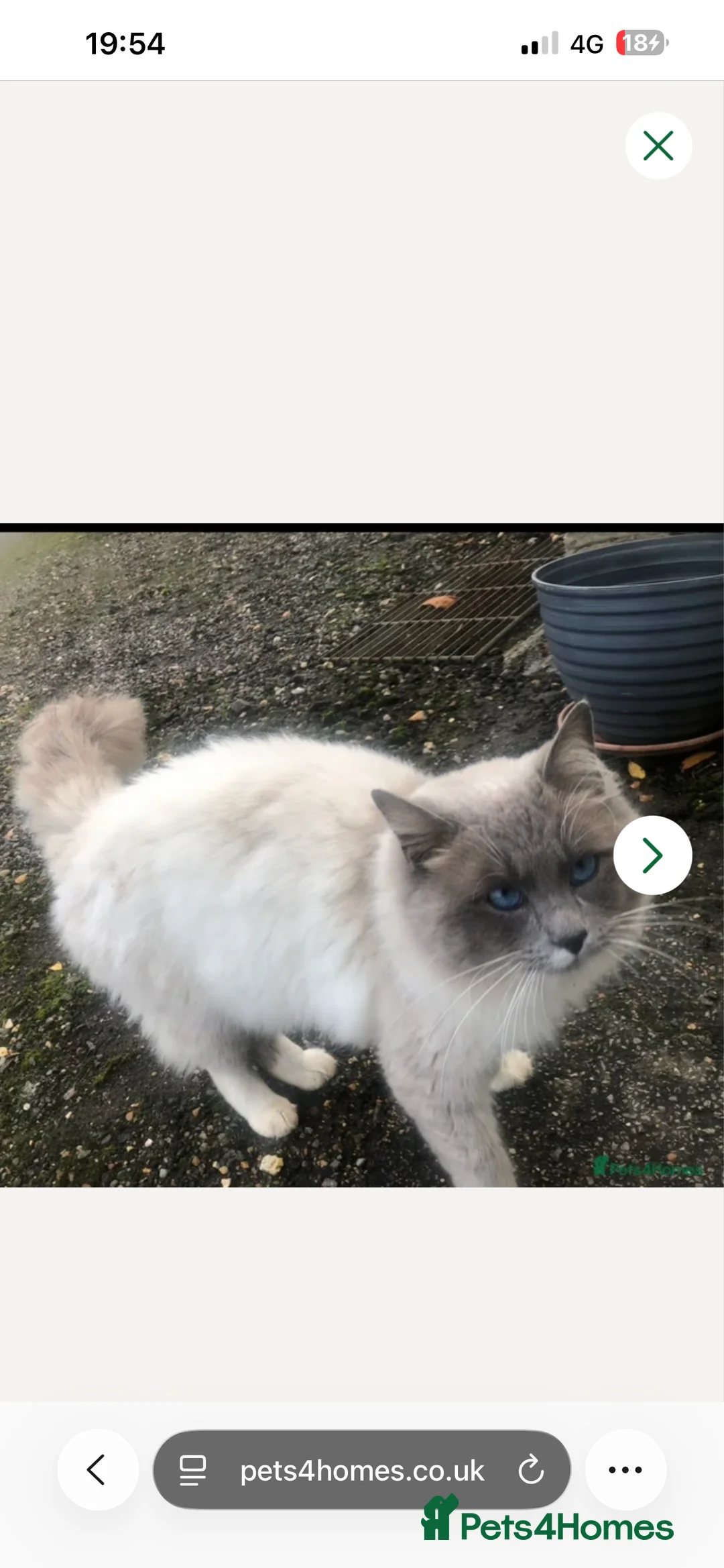 Ragdoll cats for sale: X2 female ragdoll kittens in Retford - Advert 2