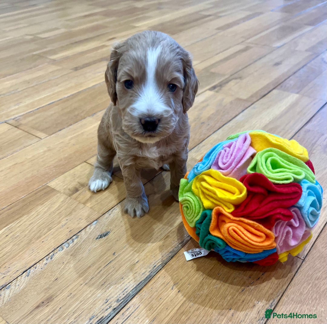 Cockapoo dogs for sale: ♥️Fabulous Toy Cockapoo Puppies Kc Reg Parents - Advert 16