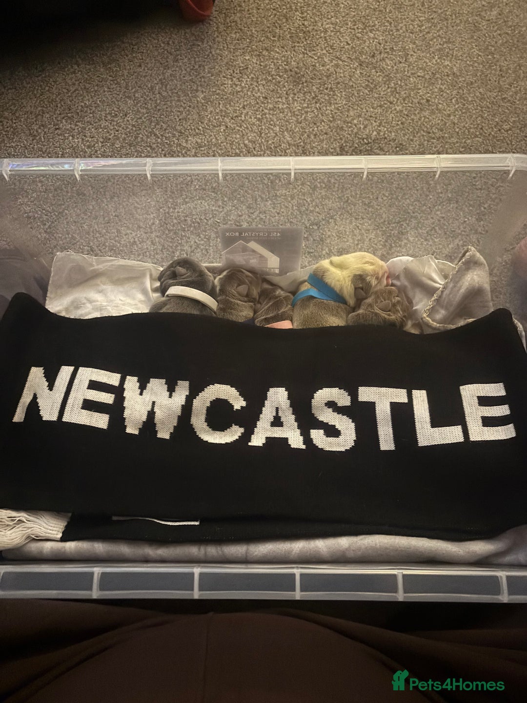 English Bulldog dogs for sale: 5 Beautiful Bulldogs - Advert 3