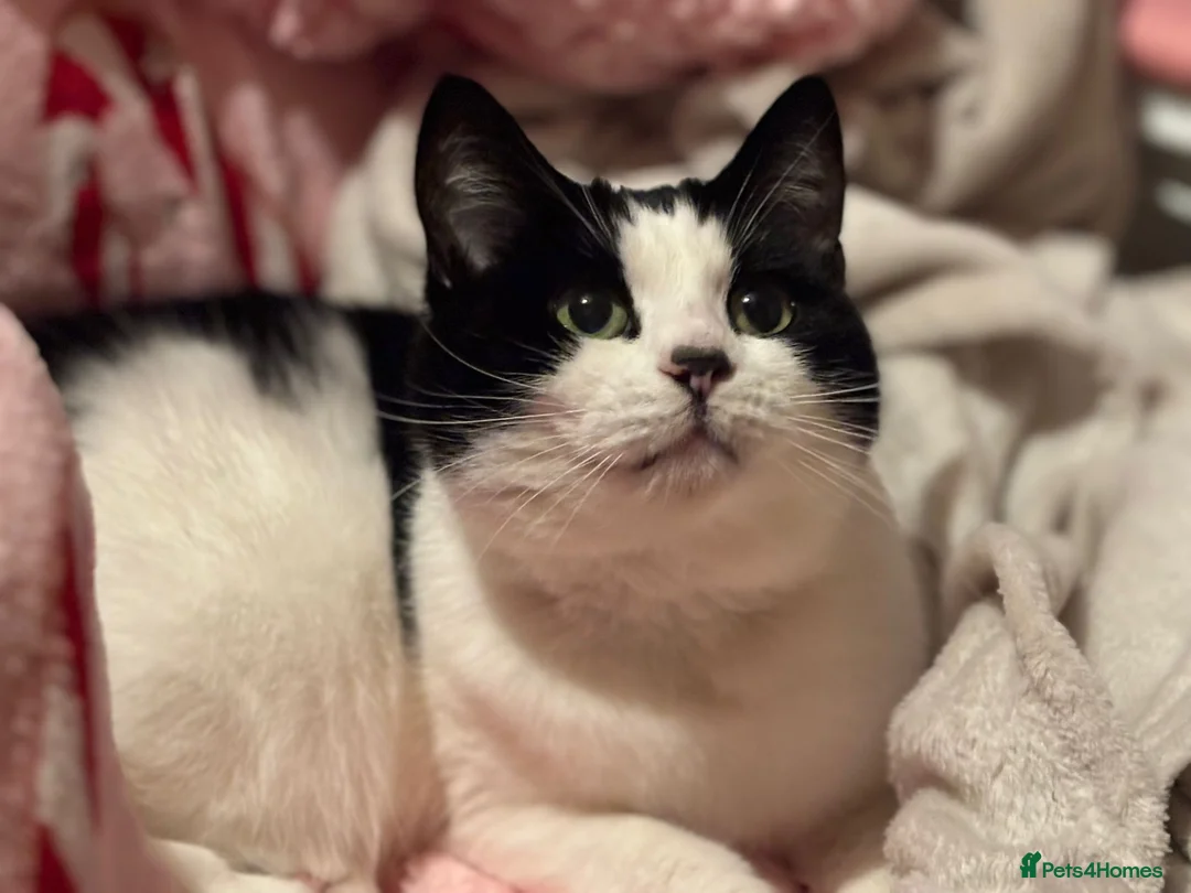 Domestic Shorthair cats for sale: Black and white Female short hair  in Luton - Advert 2