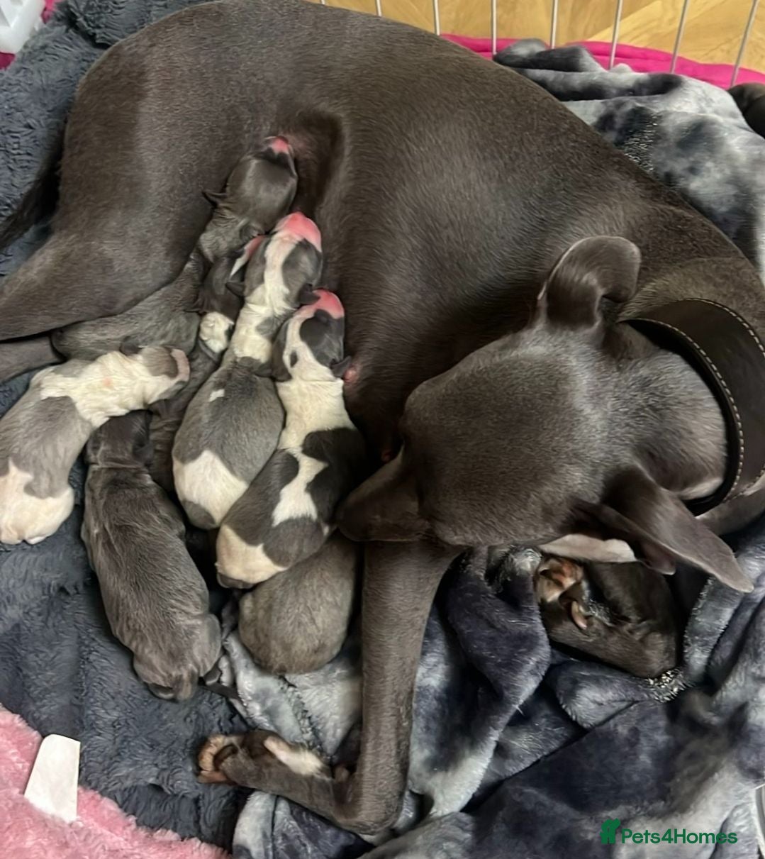 Whippet dogs Beautiful kc puppies not ready for 8 weeks  - Advert 1