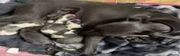 Whippet dogs for sale: Beautiful kc puppies not ready for 8 weeks  - Advert 1