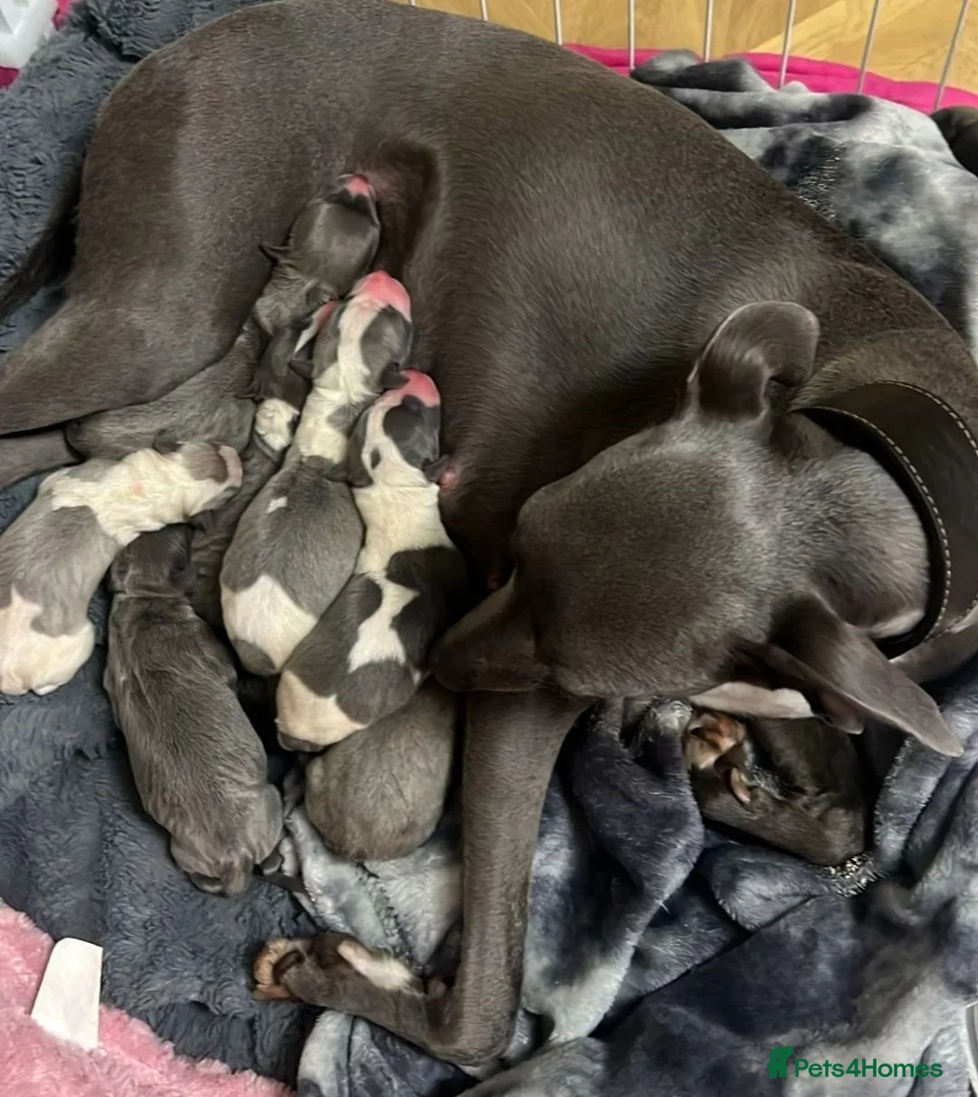 Whippet dogs for sale: Beautiful kc puppies not ready for 8 weeks  - Advert 1