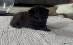 Ragdoll cats for sale: Ragdoll kittens £600-£1,000 - Image 6