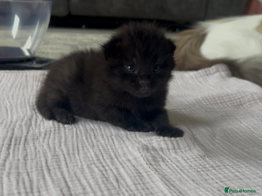 Ragdoll cats for sale: Ragdoll kittens £600-£1,000 - Image 6