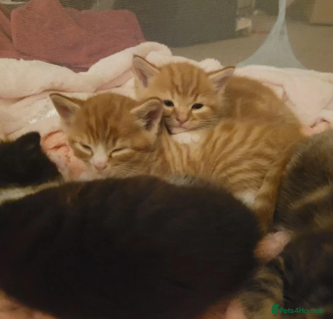 Mixed Breed cats for sale: 4 kittens ready for forever homes in Bridgwater - Advert 4