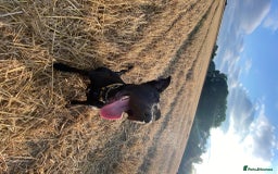 Mixed Breed dogs for sale: Cane Corso-Belgian Malanois cross American Bulldog - Advert 8