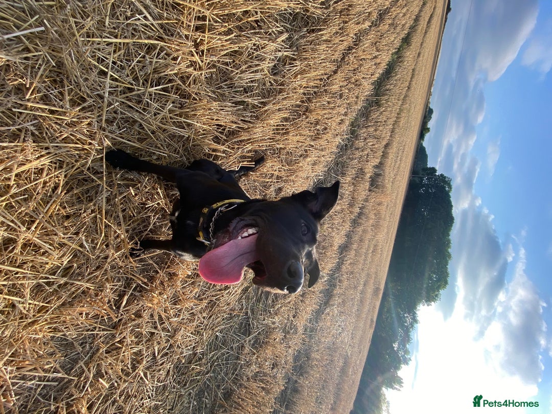 Mixed Breed dogs for sale: Cane Corso-Belgian Malanois cross American Bulldog - Advert 8